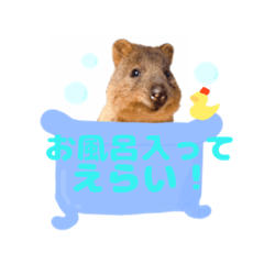[LINEスタンプ] 全肯定クオッカワラビー