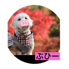[LINEスタンプ] ここたのスタンプ2021