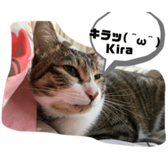 [LINEスタンプ] 家のもち（猫）たち2