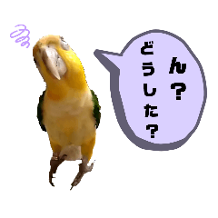 [LINEスタンプ] シロハラインコ(幼鳥)日常使えるスタンプ2