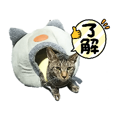 [LINEスタンプ] 原田家のにゃんこず