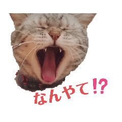 [LINEスタンプ] 辰巳家の犬猫