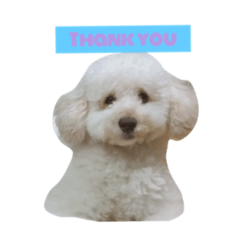 [LINEスタンプ] ビジョンプーのマックスくん