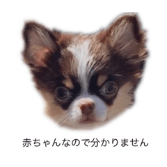 [LINEスタンプ] かいとふじ
