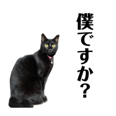 [LINEスタンプ] 看板犬と看板猫