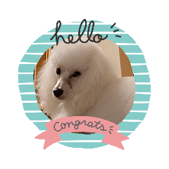[LINEスタンプ] プードル犬kohaku君