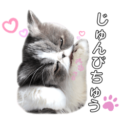 [LINEスタンプ] ハチワレエキゾチックにゃのです！