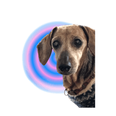 [LINEスタンプ] 使い所のないスタンプ〜飼い犬を添えて〜
