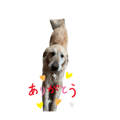 [LINEスタンプ] ロッキー Part1
