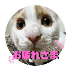 [LINEスタンプ] たびスタンプ001
