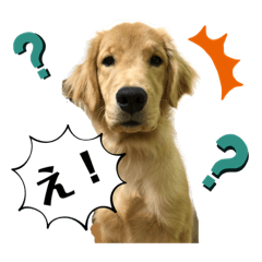 [LINEスタンプ] ゴールデンのきなこ②