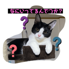 [LINEスタンプ] 保護猫の月見と太陽