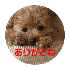 [LINEスタンプ] Pooh dayo！
