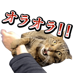 [LINEスタンプ] 凶暴猫てんちゃん♀スタンプ