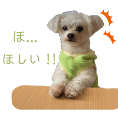[LINEスタンプ] こちゃ時々こち