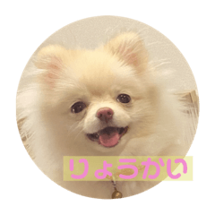 [LINEスタンプ] ポメラニアンのみそ2