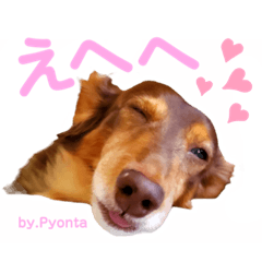 [LINEスタンプ] Pyonta(第十参弾)