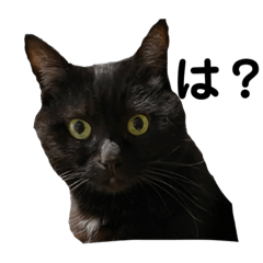 [LINEスタンプ] 小磯家の猫です