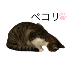 [LINEスタンプ] フィンピピ