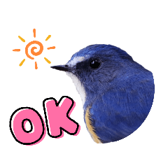 [LINEスタンプ] 野鳥のことば