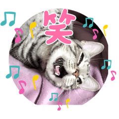 [LINEスタンプ] まいにち猫日和
