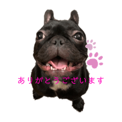 [LINEスタンプ] イッヌฅ^•ﻌ•^ฅ