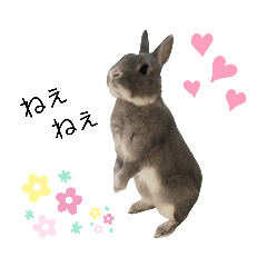 [LINEスタンプ] うさぎのノエルちゃん
