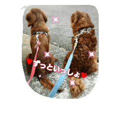[LINEスタンプ] 癒しのキャバリア ルビー