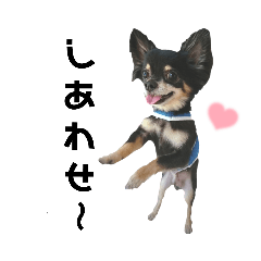 [LINEスタンプ] チワワのぴろちゃん ⑤