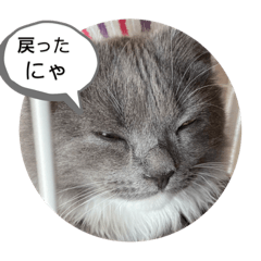 [LINEスタンプ] 子猫のルルちゃん速報