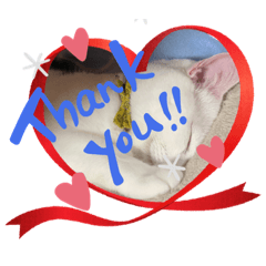 [LINEスタンプ] ねこ★ねこ★ねこ④