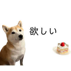 [LINEスタンプ] 柴犬りょうた⑥
