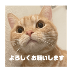 [LINEスタンプ] 日常会話で使える 猫のロイくん