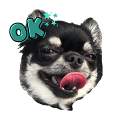 [LINEスタンプ] チワワのヨーダ。