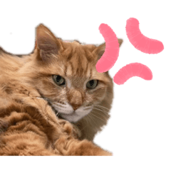 [LINEスタンプ] 幸運を呼ぶ猫…そら
