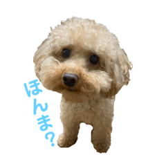 [LINEスタンプ] ぽん吉♂の日常
