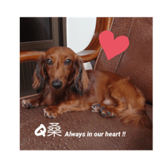 [LINEスタンプ] 蘇Qちゃんの生活