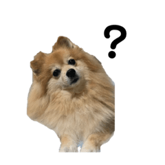 [LINEスタンプ] ポメラニアンのラン❤︎