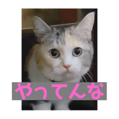 [LINEスタンプ] チマラムモチ