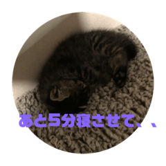 [LINEスタンプ] 我が家のねこ様たち
