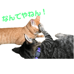 [LINEスタンプ] ふぉるなめスタンプ♪