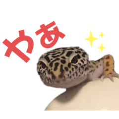 [LINEスタンプ] レオパのカゲロウ/フトアゴのぽぴまる