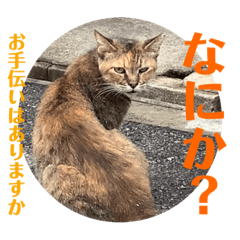 [LINEスタンプ] rikaponのニャン友