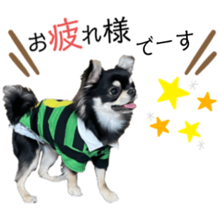 [LINEスタンプ] 岡山弁犬(チワワ)