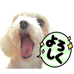 [LINEスタンプ] 凛ちゃんのいぬスタンプ