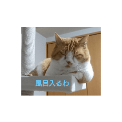 [LINEスタンプ] どん太と愉快な仲間