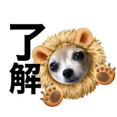 [LINEスタンプ] チワワのポポさん7