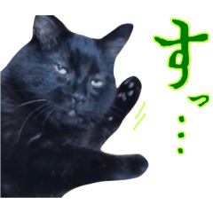 [LINEスタンプ] 黒猫トムチ5の画像（メイン）