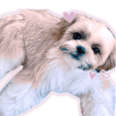 [LINEスタンプ] シーズーのポポくん