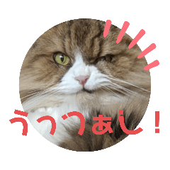 [LINEスタンプ] 福島弁もふもふちゃめたん